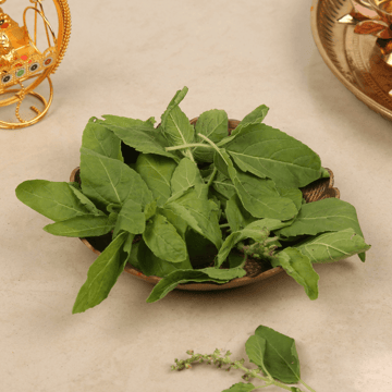 Holy Tulsi