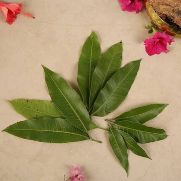 Mango Leaves