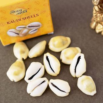 Kaudi shells by Jeevan Jyoti