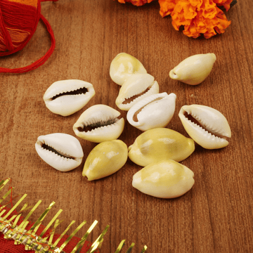 Kaudi shells by Sohum