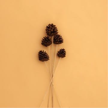Rooted Natural Pine Cones Dried Flowers with Stick